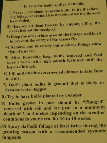 Daffodil growing tips