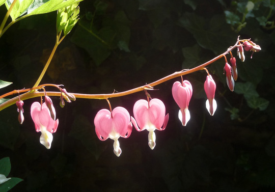 Dicentra 