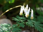 Dicentra cucullaria (Dutchman’s breeches)