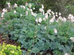 Dicentra formosa oregona ‘PEARL&nbsp;DROPS’