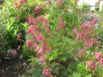 Dicentra formosa pink