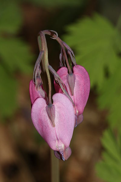 Dicentra formosa
