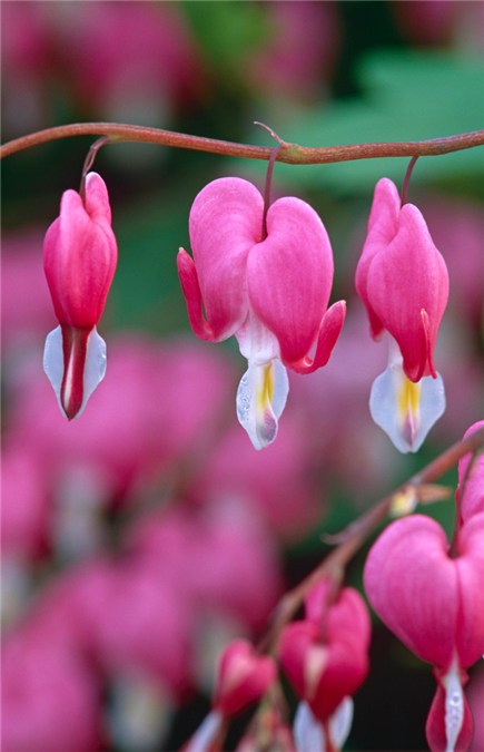 Dicentra spectablis