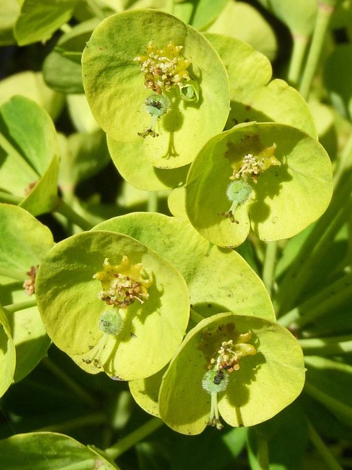 Euphorbia characias sub species 'Wulfenii'