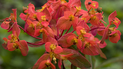 Euphorbia griffithii 'Fireglow'