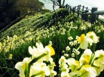 Naturalised Daffodils