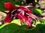 fuchsia black beauty