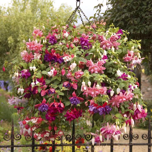 Fuchsia Hanging Basket