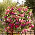 Fuchsia Hanging Basket