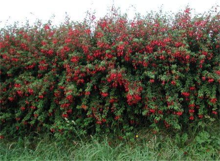 Fuchsia magellanica hedge