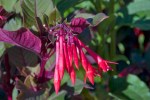 Fuchsia ‘Thalia’