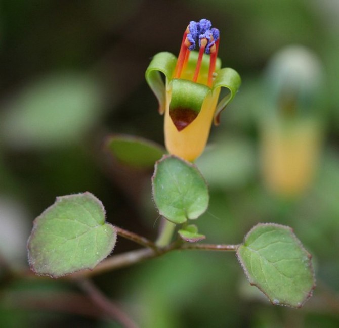 Fuchsia procumbens