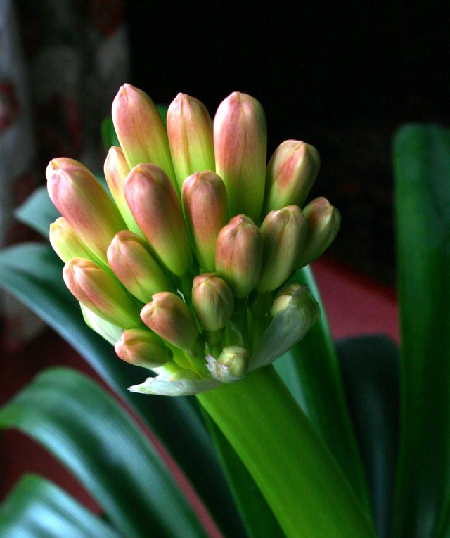 Clivia flower head ready to burst