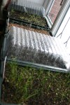 One of my window cills- seeds&nbsp;underway