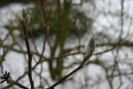 Magnolia flower buds -frosted once&nbsp;more