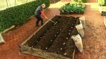 potato planting