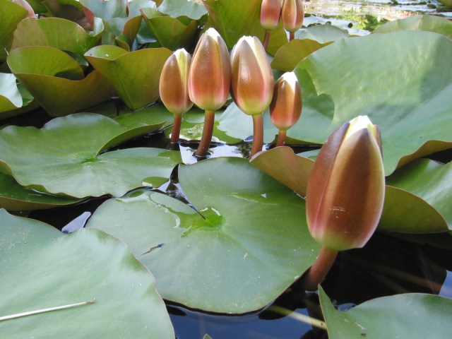 As the weather warms divide overgrown waterlillies and maybe add some to your pond