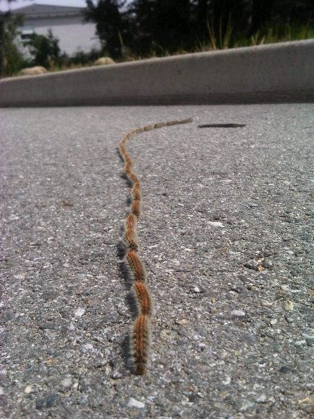 PicPost: Caterpillar Track