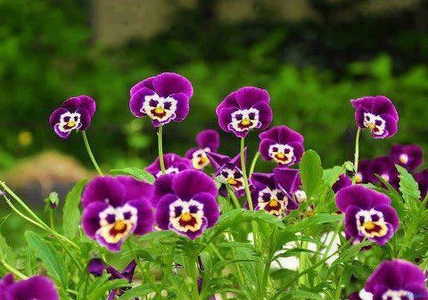 PicPost: Crying for attention