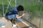 cleaning greenhouse