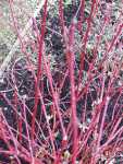 Cornus alba ‘Sibirica’- detail