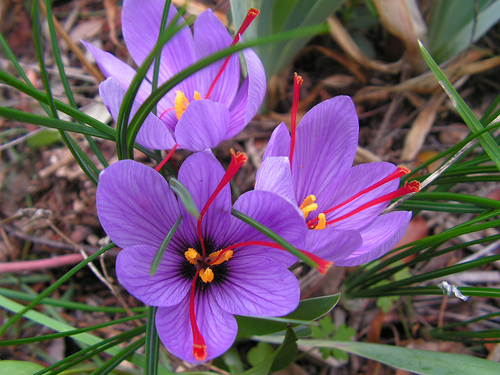 The Saffron Crocus (Crocus sativus)