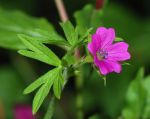 Geranium dissectum