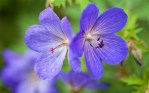 Geranium ‘Johnson’s Blue’