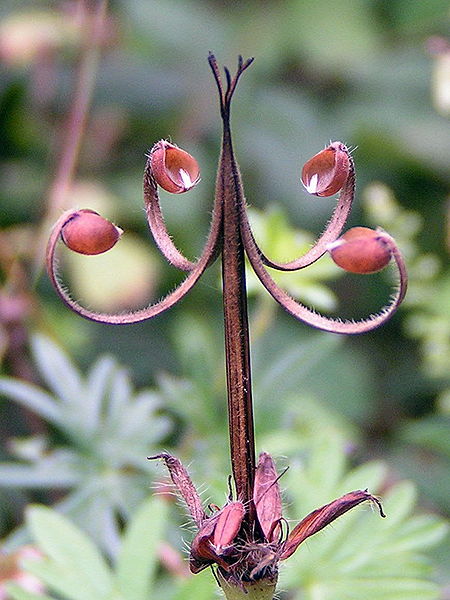 Geranium sanguineum showing 'bill' which aids seed dispersal