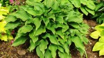 Hosta ‘Bette Davis’&nbsp;Eyes’