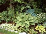 hostas- gardenweb forum
