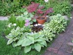 Hostas joanne’s cottage&nbsp;garden