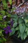old school courtyard hosta with&nbsp;clematis