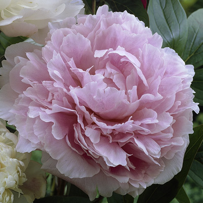 Paeonia 'Sarah Bernhardt'