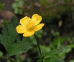 Ranunculus repens or Creeping&nbsp;Buttercup