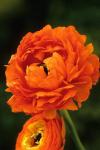 ranunculus-double-orange