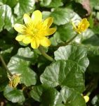 Ranunculus ficaria, Lesser&nbsp;Celandine