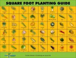 square foot planting&nbsp;guide