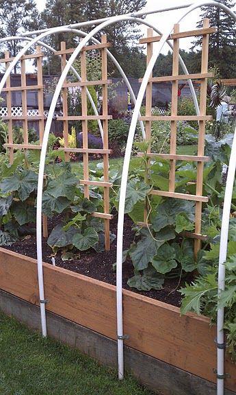 PicPost: Raised Beds with a difference