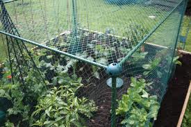 Simple net cages can help to protect fruit and veg from birds and butterflies