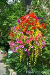 Hanging basket