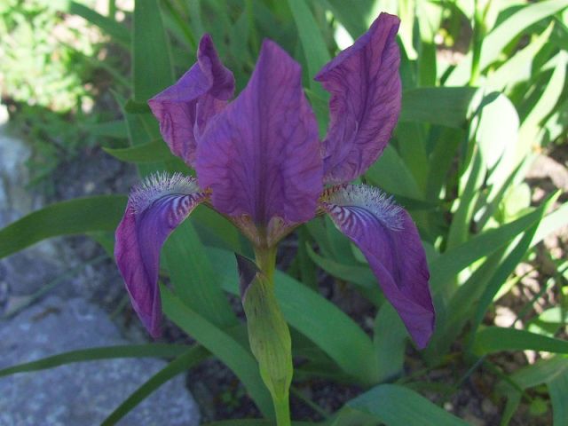 Iris aphylla -with prominent 'beard'