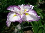 Iris_ensata_cv_kumoinogan