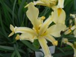 Iris_orientalis