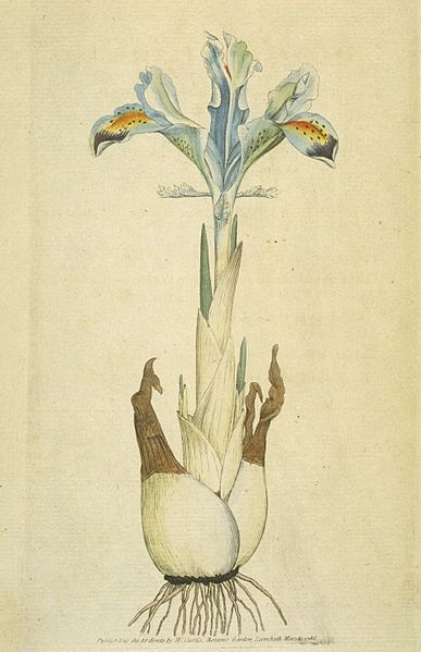 Iris persica - a bulbous Iris as drawn by Sowerby in 1792