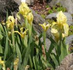 Iris_reichenbachii