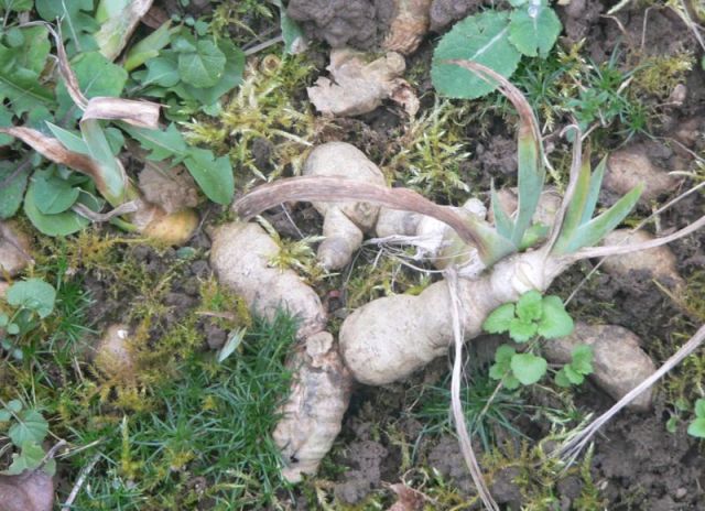 Iris orientalis showing rhizome roots