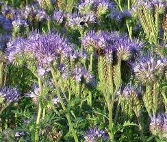 Phacelia is a 'green manure' and its flowers are a great source of food for bees