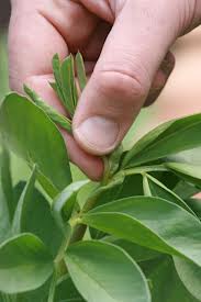 Pinching out broad bean tips
