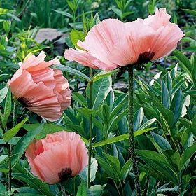 Oriental poppies can be sheared hard after flowering.